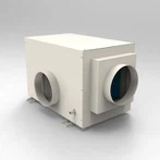 ڈیرومڈیفائرڈ بگ